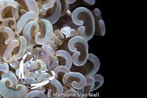 Shrimp on coral by Marteyne Van Well 